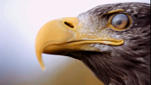 Vimeo Vorschau